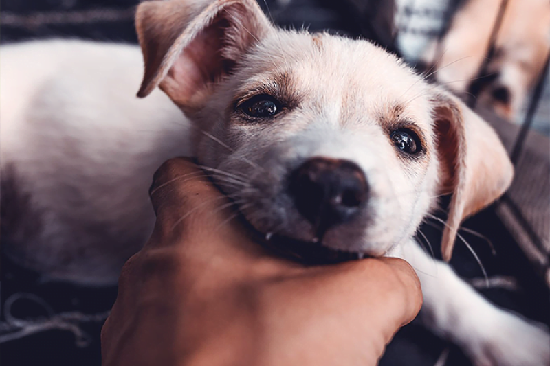 Avec Carstream vous contribuez à la cause du refuge et à la protection des animaux dans le besoin grâce à l'association Refuge Animal Augeron